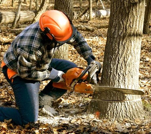 Tree Removal in Clearmont, MO